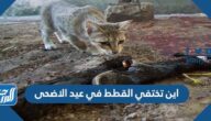 اين تختفي القطط في عيد الاضحى