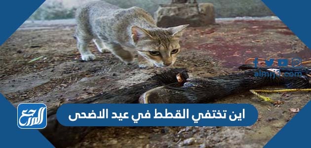 اين تختفي القطط في عيد الاضحى