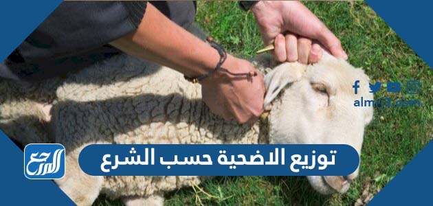 توزيع الاضحية حسب الشرع