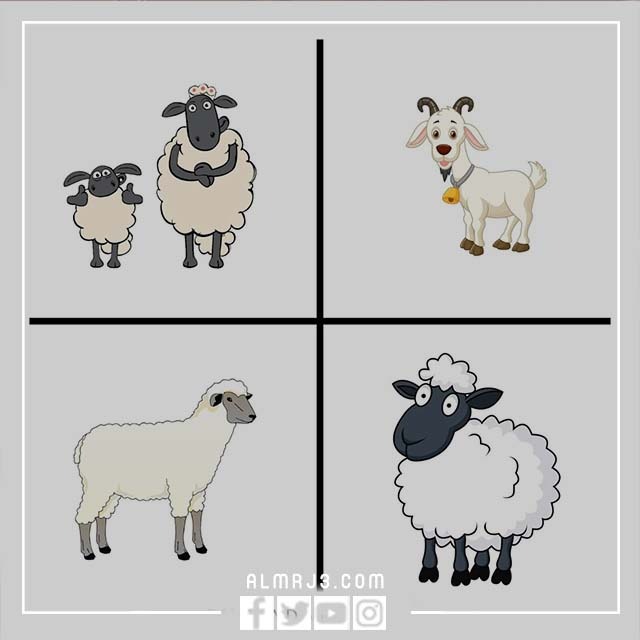 توزيعات عيد الاضحى جاهزه للطباعه 2022