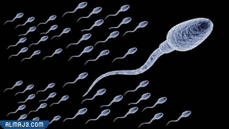 هل ينفع التلقيح الصناعي مع ضعف الحركة؟