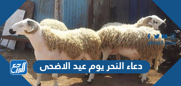 دعاء النحر يوم عيد الاضحى 2026 مكتوب