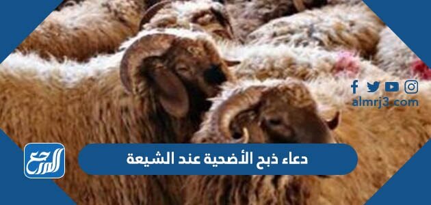 دعاء ذبح الأضحية عند الشيعة
