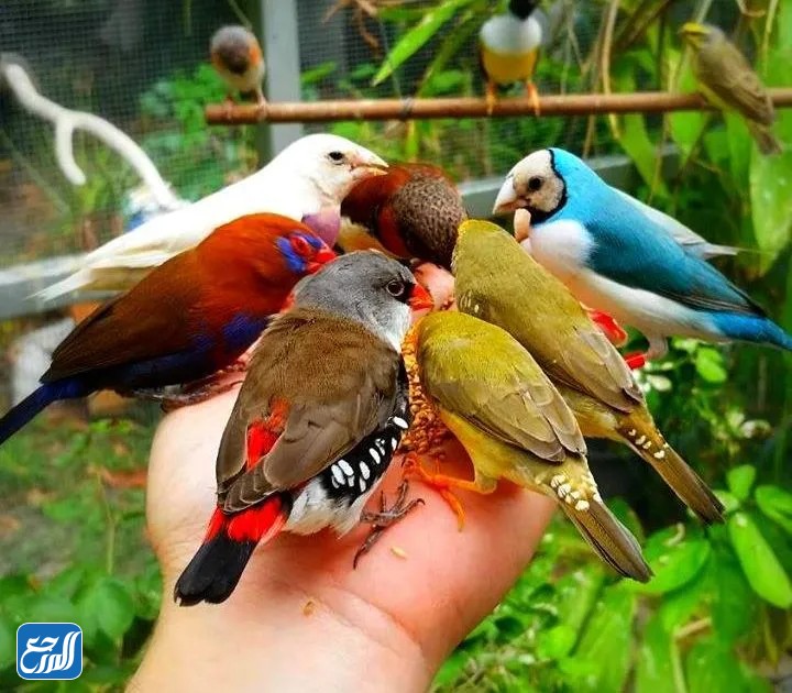 صور طيور كيوت للأطفال 2022