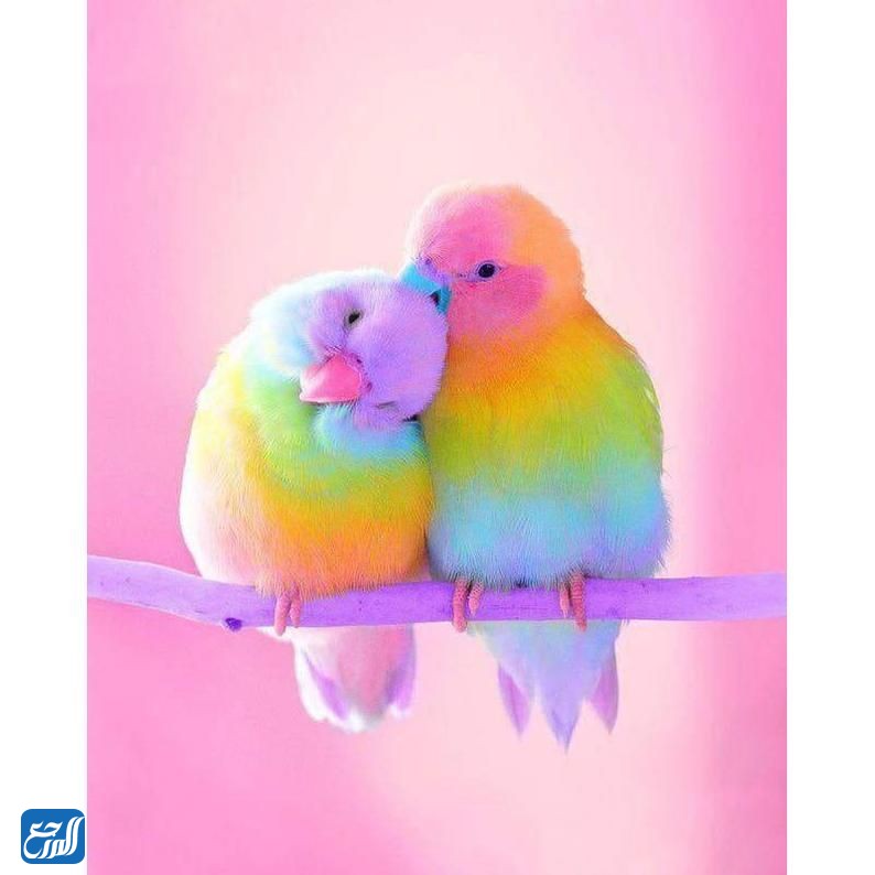 صور طيور كيوت للأطفال 2022