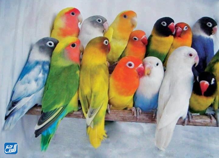 صور عصافير زينة 2022