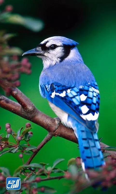 صور عصافير زينة 2022