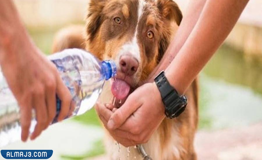 صور عن الرفق بالحيوان