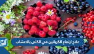 علاج ارتفاع الكرياتين في الكلى بالاعشاب