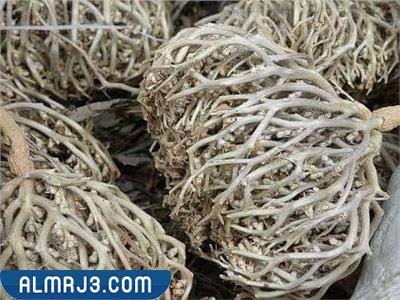 فوائد استخدام عشبة المدينة للحمل