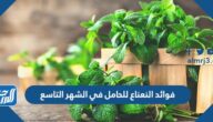 فوائد النعناع للحامل في الشهر التاسع