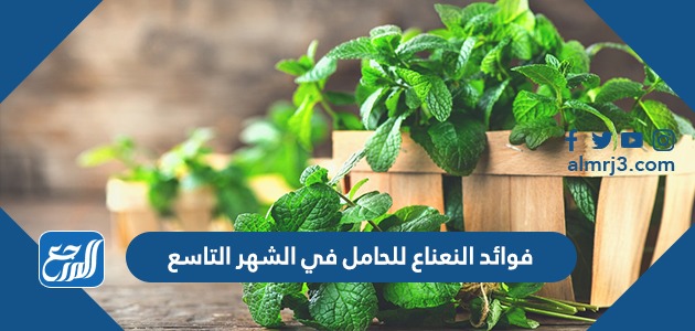 فوائد النعناع للحامل في الشهر التاسع