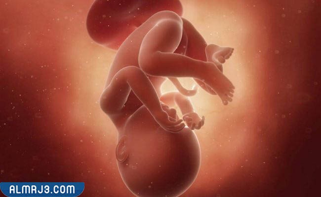 في أي شهر ينقلب رأس الجنين للأسفل 