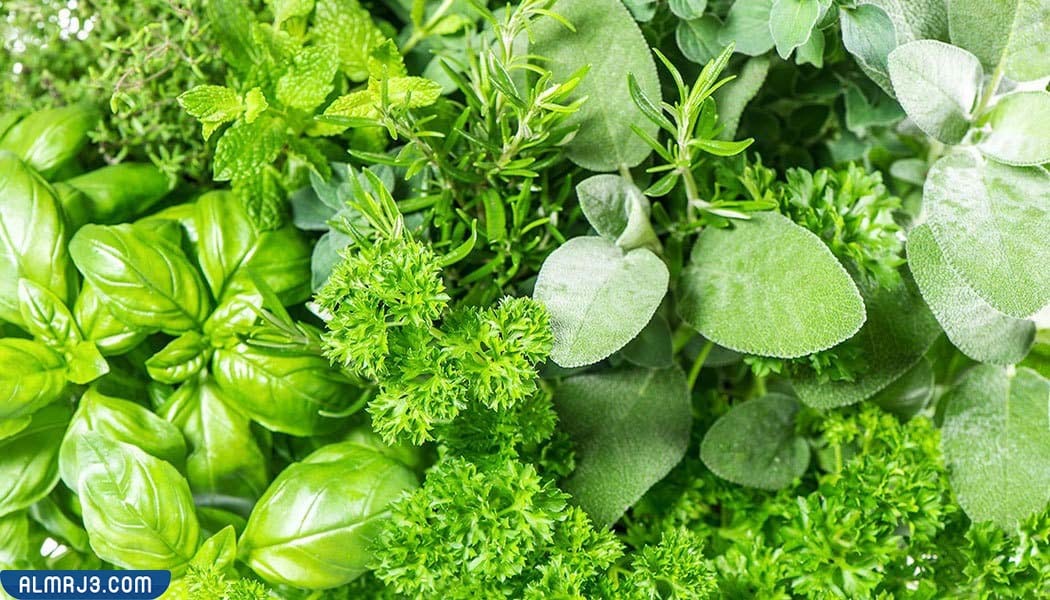 ما هي عشبة المدينة 