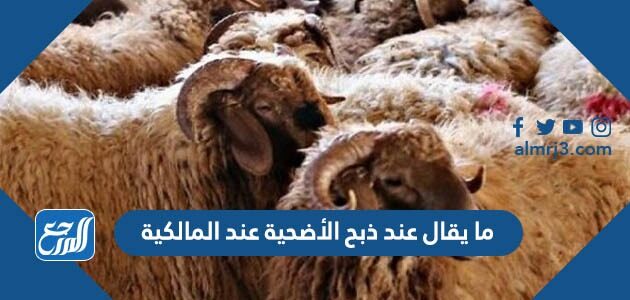 ما يقال عند ذبح الأضحية عند المالكية