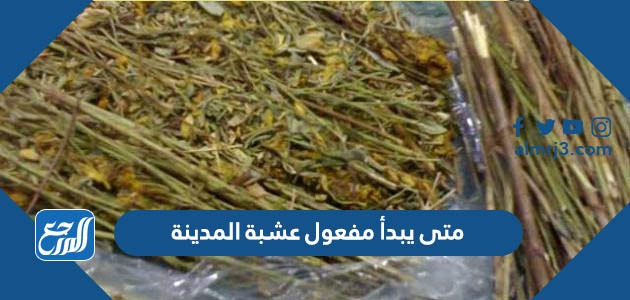 متى يبدأ مفعول عشبة المدينة