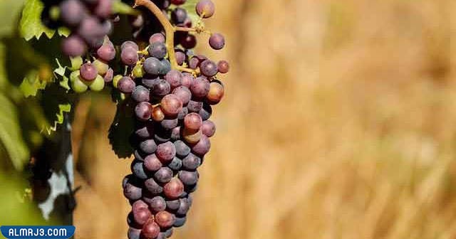 هل العنب يسمن ، تجربتي مع العنب لزيادة الوزن (2)