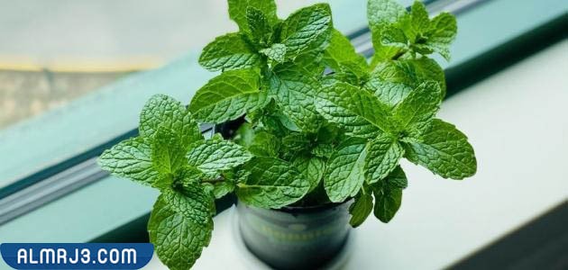 هل النعناع يُحمي الطلق في الشهر التاسع 
