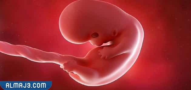 شكل الجنين إذا سقط في الشهر الأول بالصور 