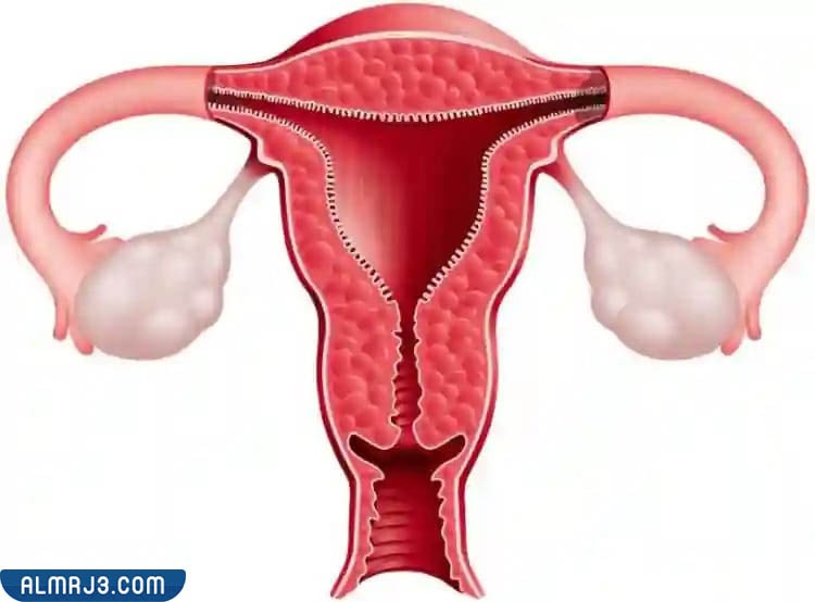 أسباب الإصابة بالدم المتجمد داخل الرحم 