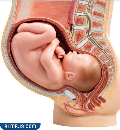أعراض ضغط الجنين على المهبل في الشهر الثامن 