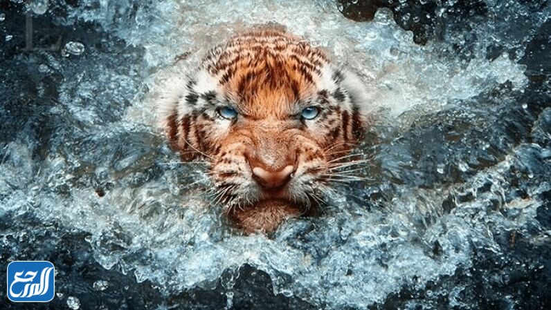 اعرف شخصيتك من الصور التي تختارها