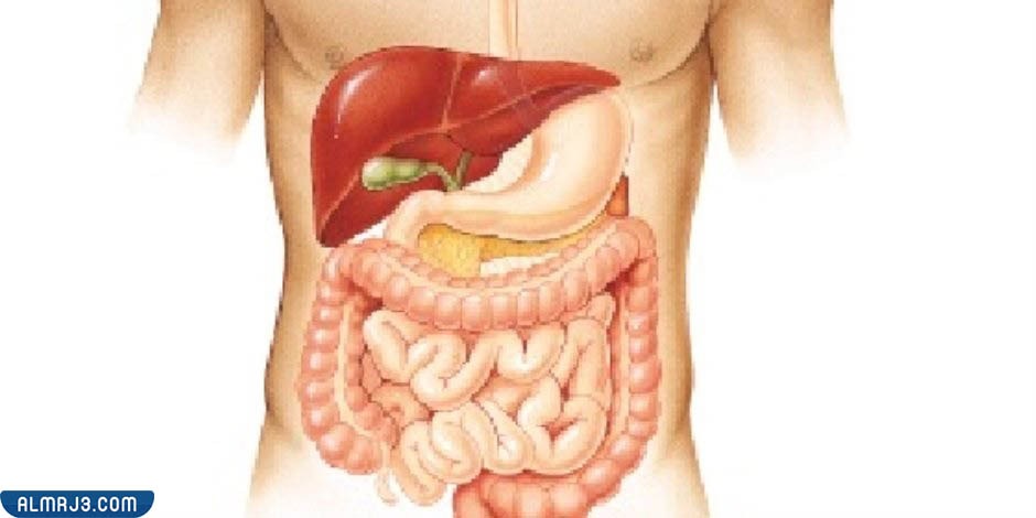 افضل دكتور جهاز هضمي وقولون 1