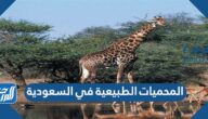 أشهر المحميات الطبيعية في السعودية