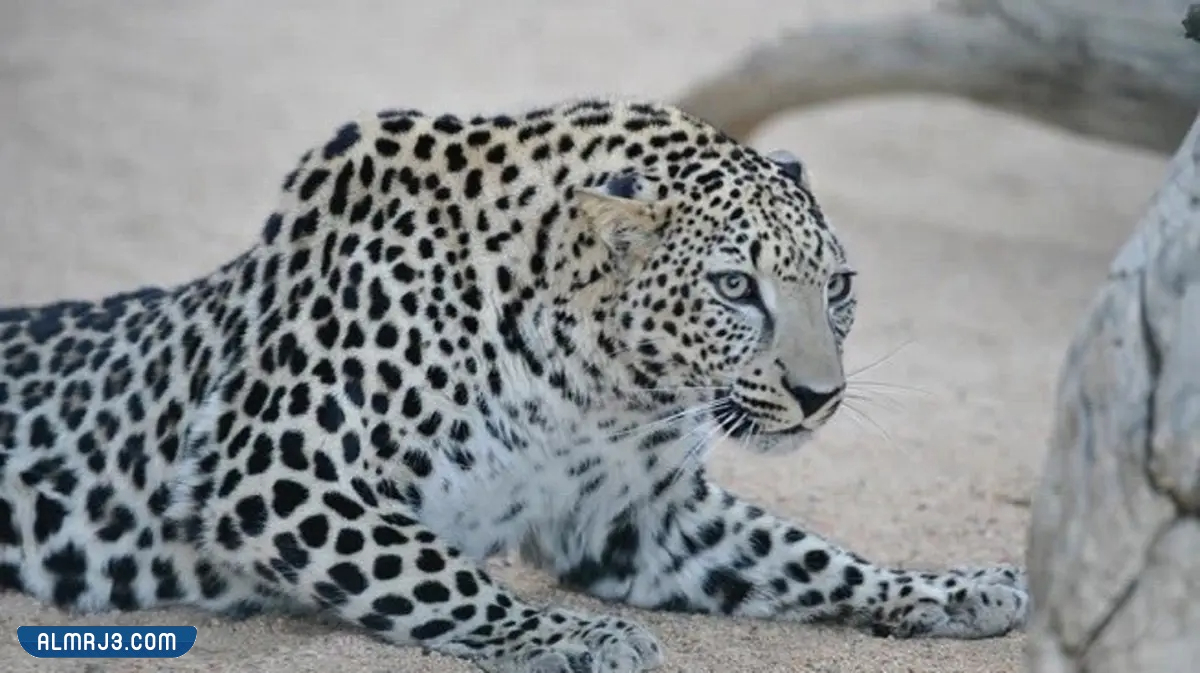 النمر العربي