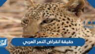 حقيقة انقراض النمر العربي