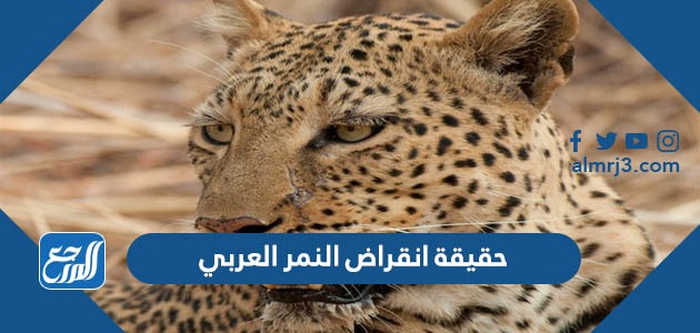 حقيقة انقراض النمر العربي