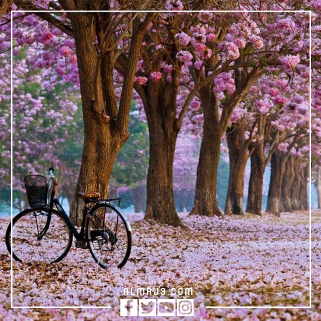 خلفيات طبيعية 2023