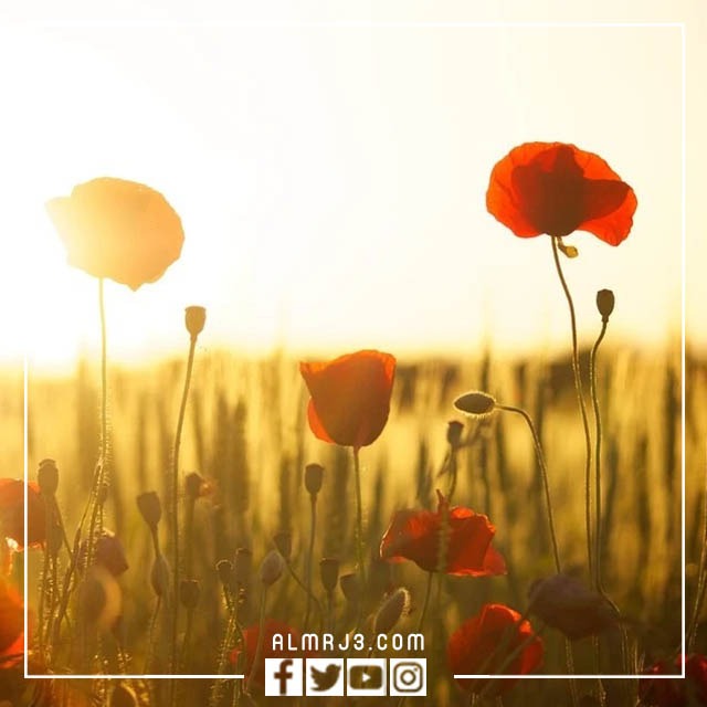 خلفيات مناظر طبيعية جميلة 2023