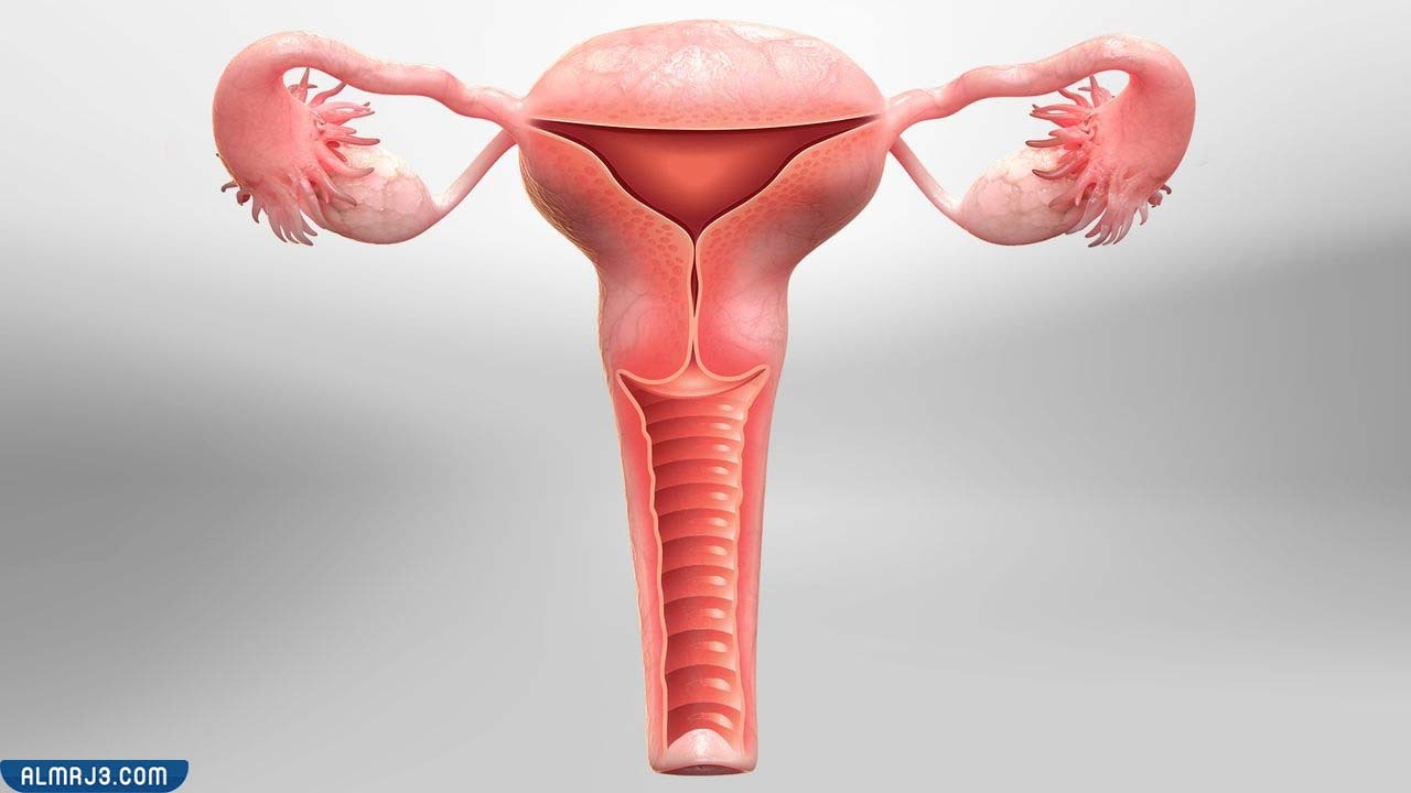 علامات الرحم المفتوح
