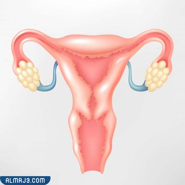 أعراض عدم اتساع وقصور عنق الرحم