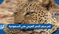 كم سعر النمر العربي في السعودية