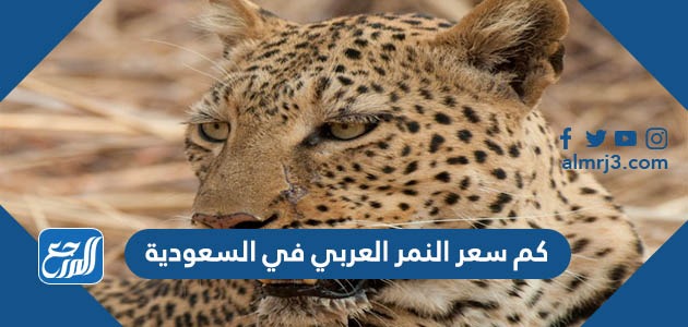 كم سعر النمر العربي في السعودية