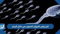 كم يبقى الحيوان المنوى حي داخل الرحم