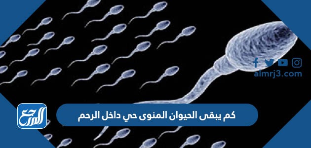 كم يبقى الحيوان المنوى حي داخل الرحم