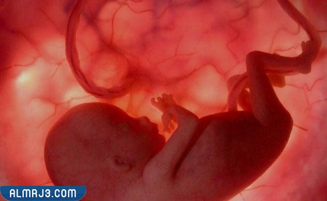 كيفية زيادة حركة الجنين داخل الرحم 