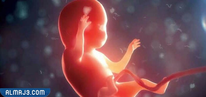 متى تزداد حركة الجنين ومتى تقل 
