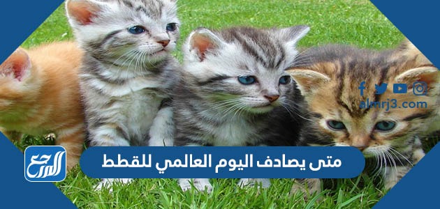 متى يصادف اليوم العالمي للقطط