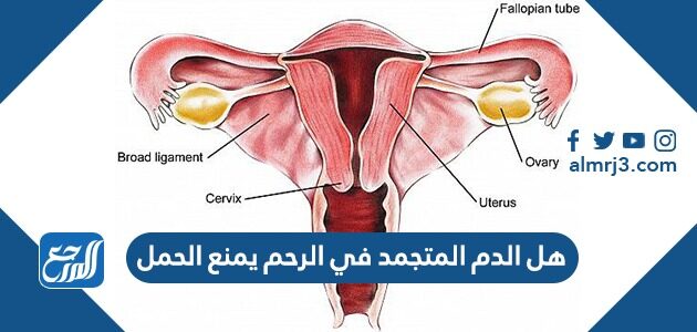 هل الدم المتجمد في الرحم يمنع الحمل