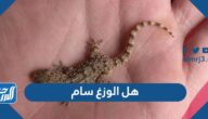 هل الوزغ سام ، الوزغ إذا لمس الإنسان