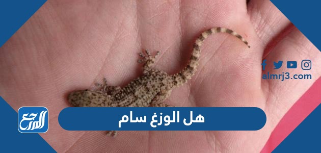 هل الوزغ سام
