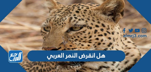 ما هو النمر العربي