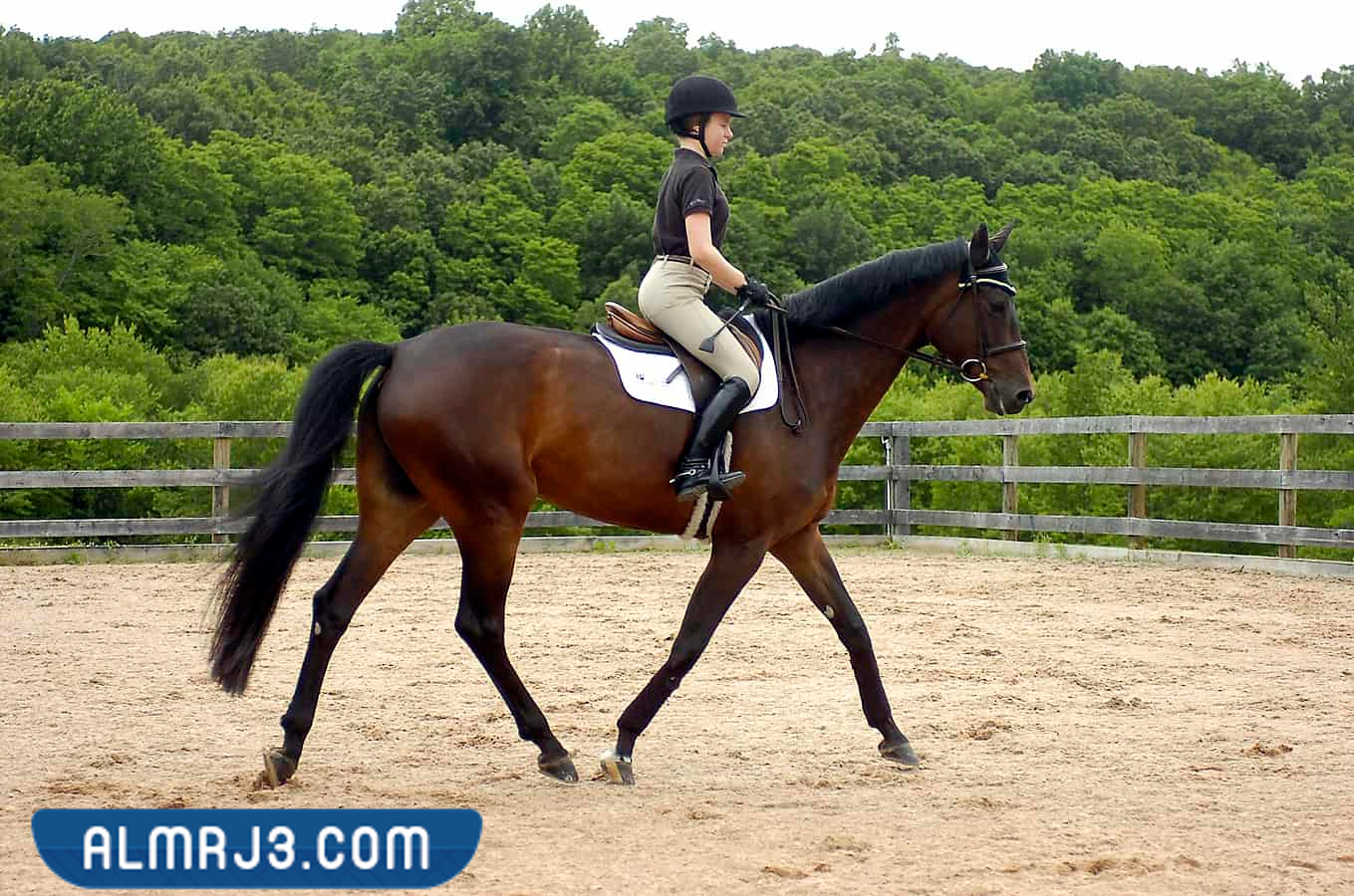 هل ركوب الخيل يؤثر على البنت (2)