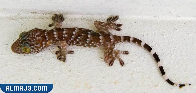 أضرار تفلة الوزغ