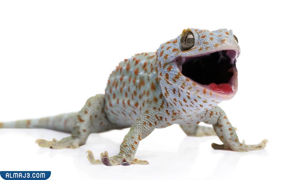 مبيد lizard shield الطارد للوزغ خارج المنزل