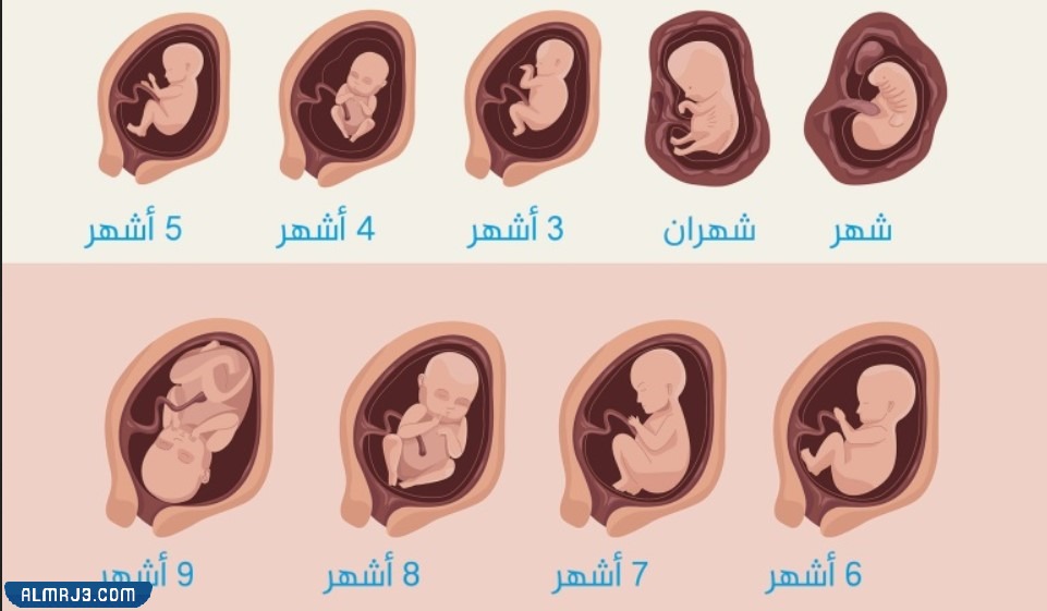 مراحل نمو الجنين حسب الأشهر بالصور